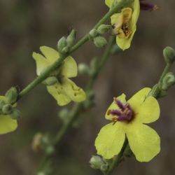 Verbascum sinuatum