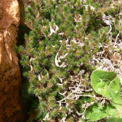 Selaginella balansae