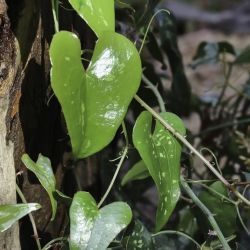 Smilax aspera