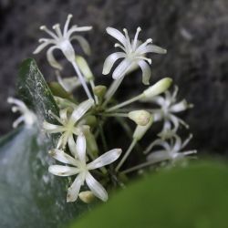 Smilax aspera