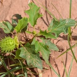Datura stramonium