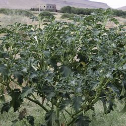 Datura stramonium