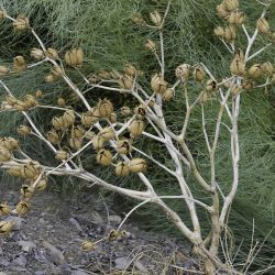 Datura stramonium