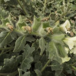 Hyoscyamus albus