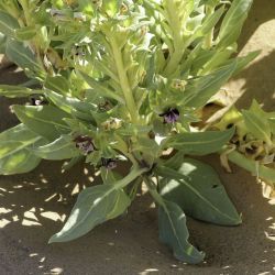 Hyoscyamus muticus subsp. falezlez