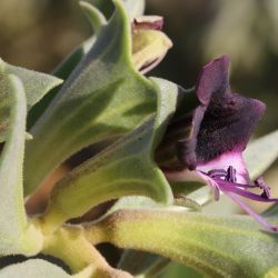 Hyoscyamus muticus subsp. falezlez