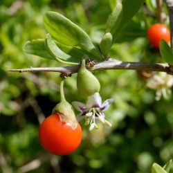 Lycium ferocissimum