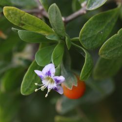 Lycium ferocissimum