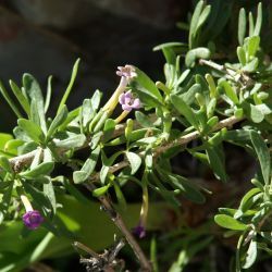 Lycium intricatum subsp. intricatum