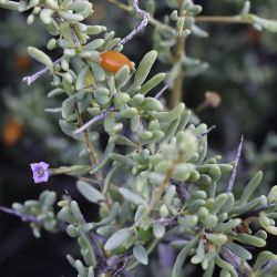 Lycium intricatum subsp. intricatum