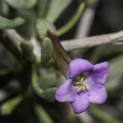 Lycium intricatum subsp. intricatum