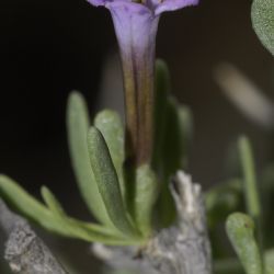 Lycium intricatum subsp. intricatum