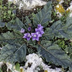 Mandragora oficinarum