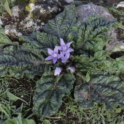 Mandragora oficinarum