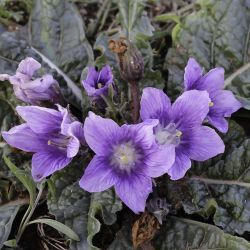 Mandragora oficinarum