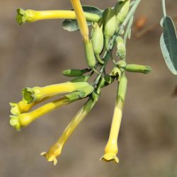 Nicotiana glauca