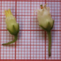 Salpichroa origanifolia