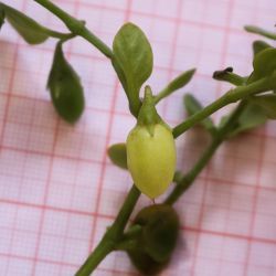 Solanaceae