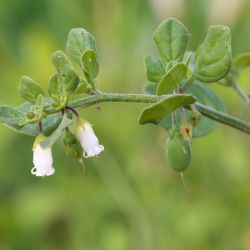 Salpichroa origanifolia