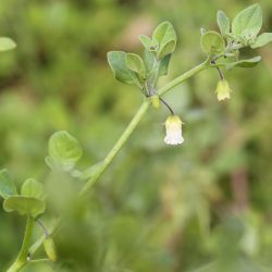 Salpichroa origanifolia