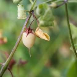Salpichroa origanifolia