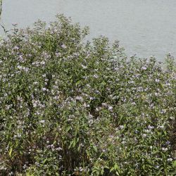 Solanum bonariense