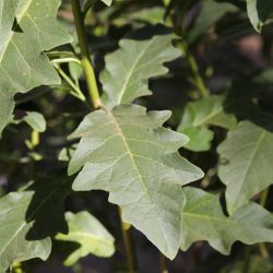 Solanum bonariense
