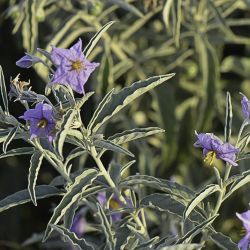 Solanum elaeagnifolium