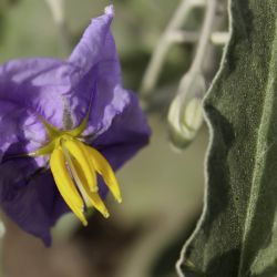 Solanum elaeagnifolium