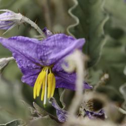 Solanum elaeagnifolium