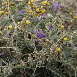 Solanum elaeagnifolium