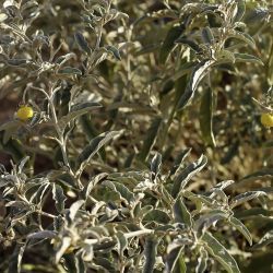 Solanum elaeagnifolium