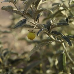 Solanum elaeagnifolium
