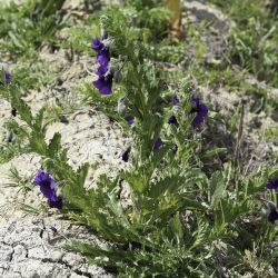 Solanum herculeum