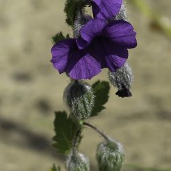 Solanum herculeum