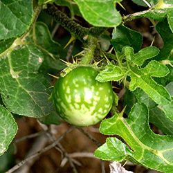Solanum linnaeanum