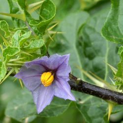 Solanum linnaeanum