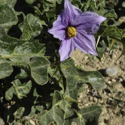 Solanum linnaeanum