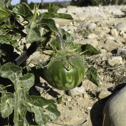 Solanum linnaeanum