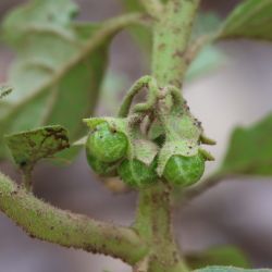 Solanum nitidibaccatum
