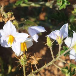 Solanum sisymbriifolium