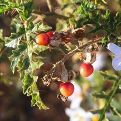 Solanum sisymbriifolium