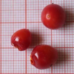 Solanaceae