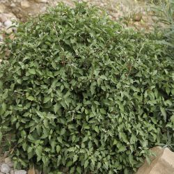 Solanum villosum