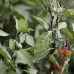 Solanum villosum