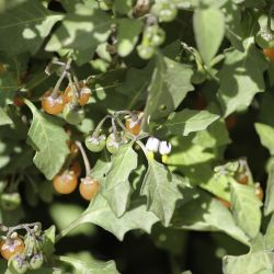 Solanum villosum
