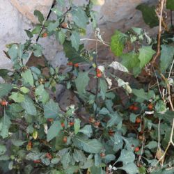 Solanum villosum