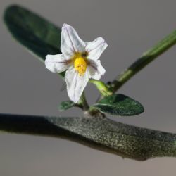 Solanum villosum