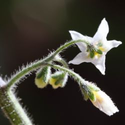 Solanum villosum