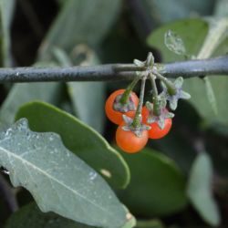 Solanum villosum